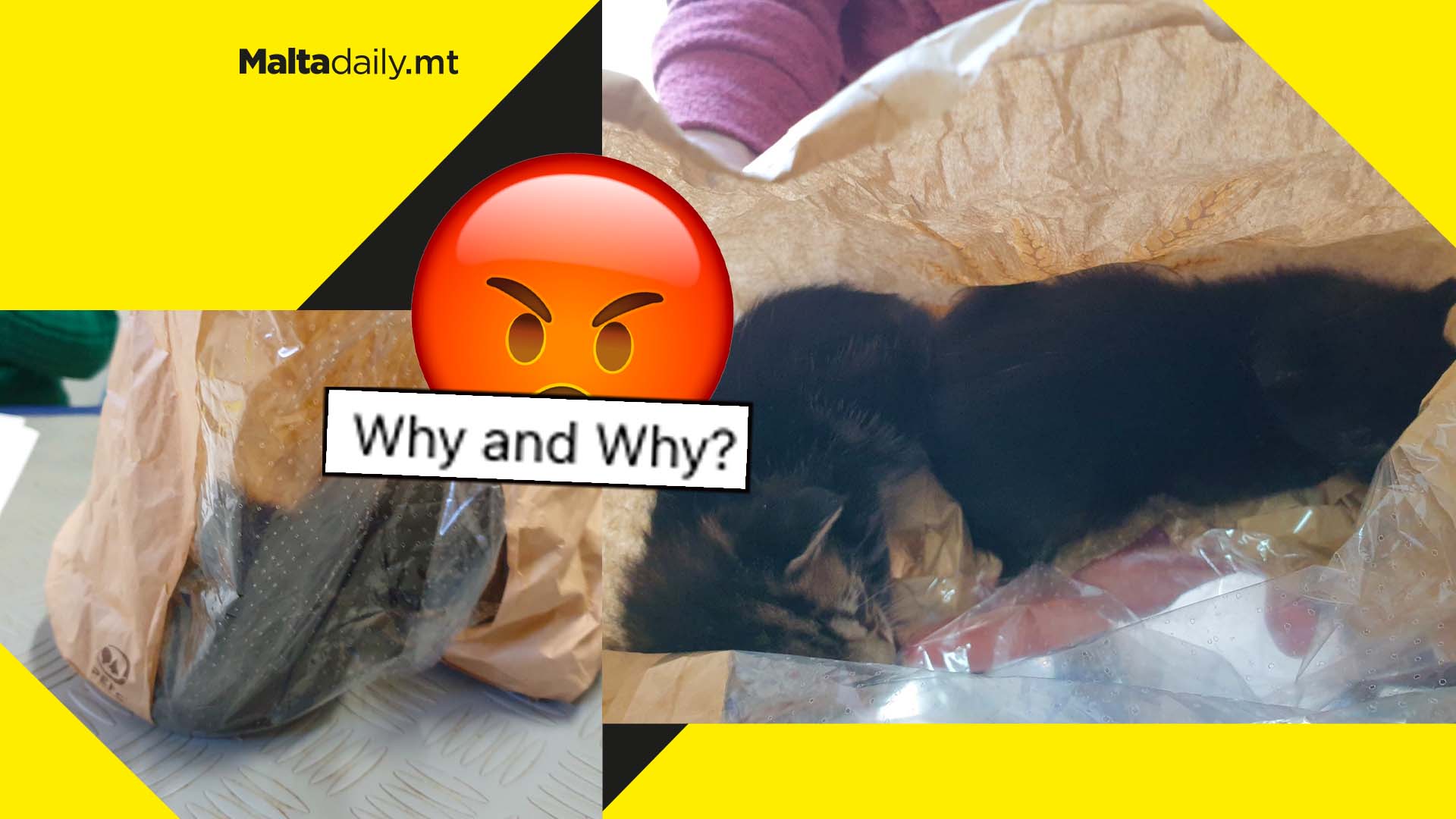 Two kittens found abandoned closed in a paper bag