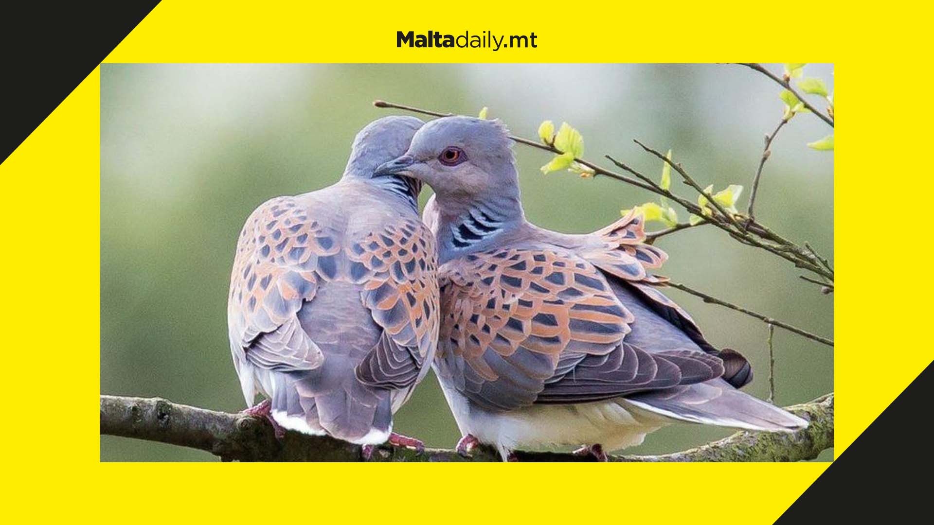 BirdLife says turtle dove monitoring system not working properly