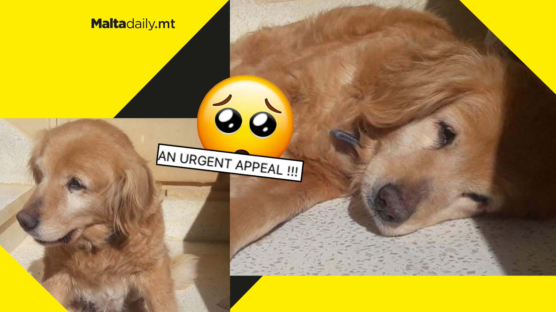 18-year-old Golden Retriever looking for home after owner passed away