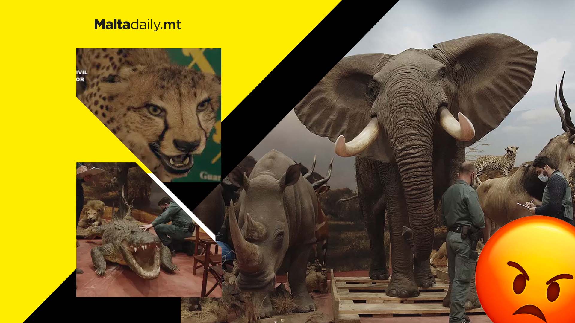 Spanish police seize €29 million of stuffed endangered animals