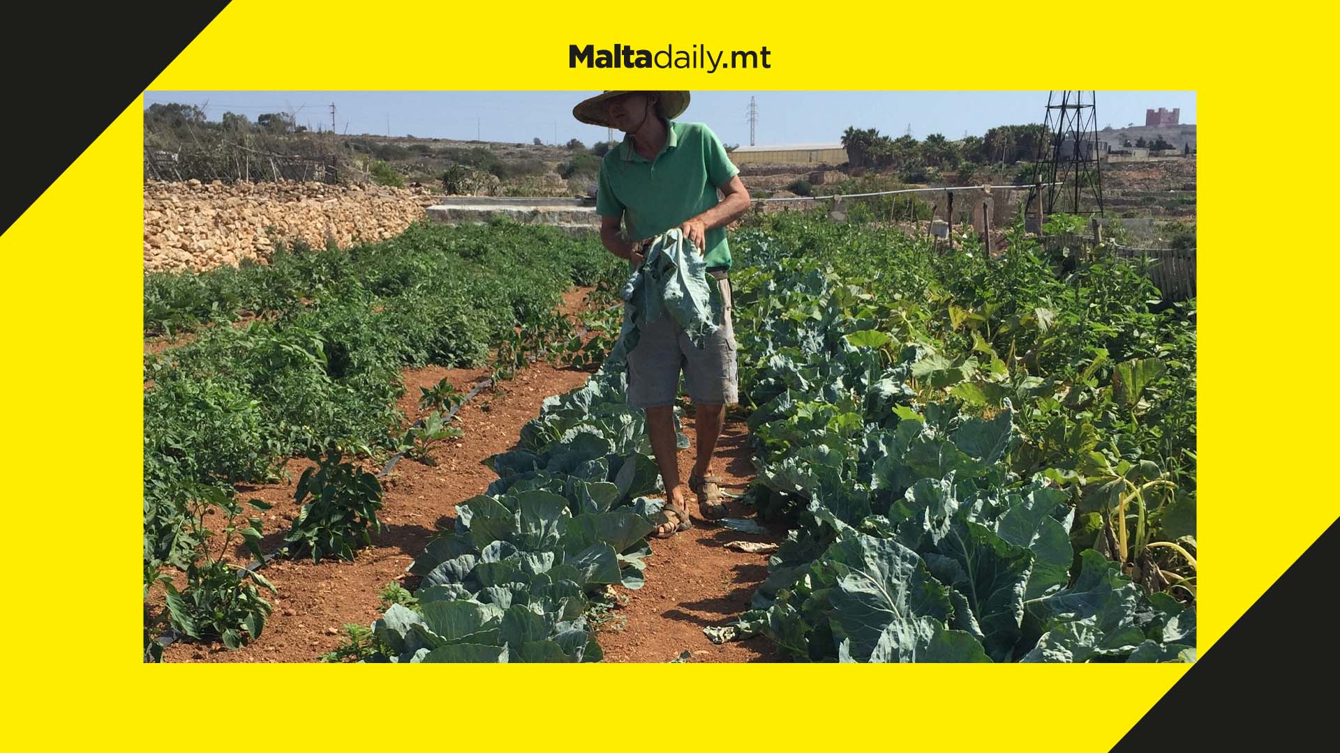 14% of agriculture workers are women – majority are elderly