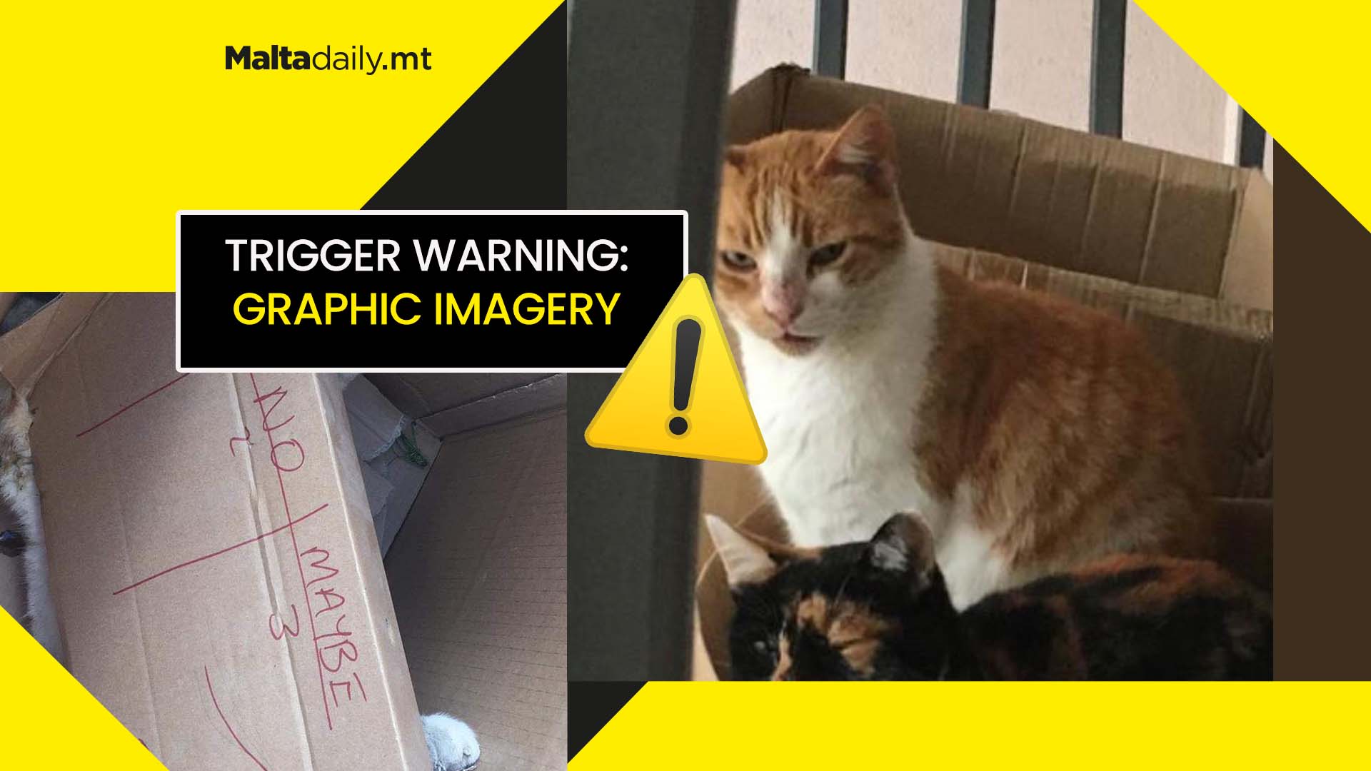 Murdered cat sparks calls to find alleged brutal killer