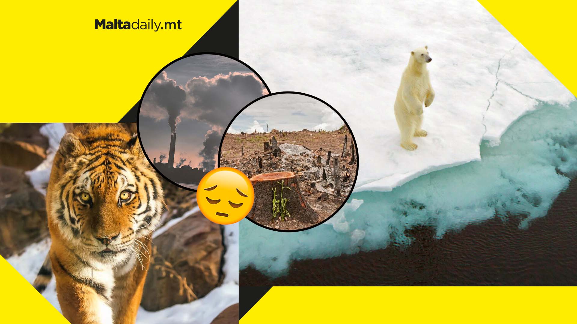 Wildlife populations declined by 70% in just 50 years…thanks to humans