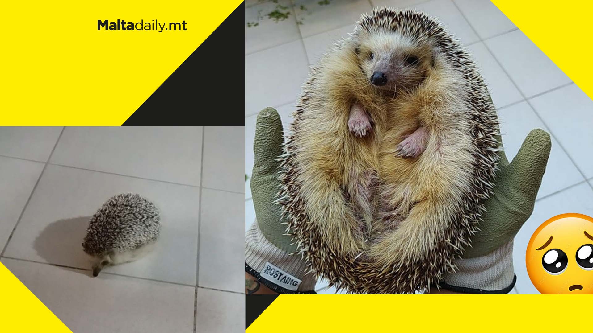 Malta’s fattest hedgehog Garfield sadly dies, Wildlife Rescue Team announces