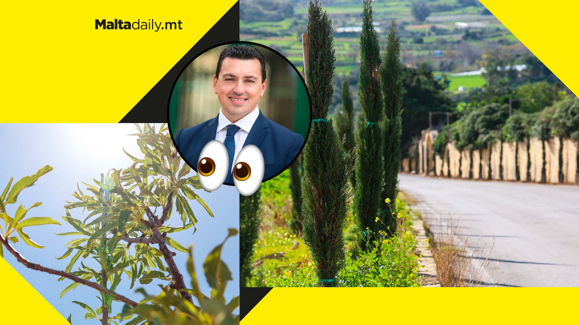 58 trees uprooted and replanted due to infrastructure projects