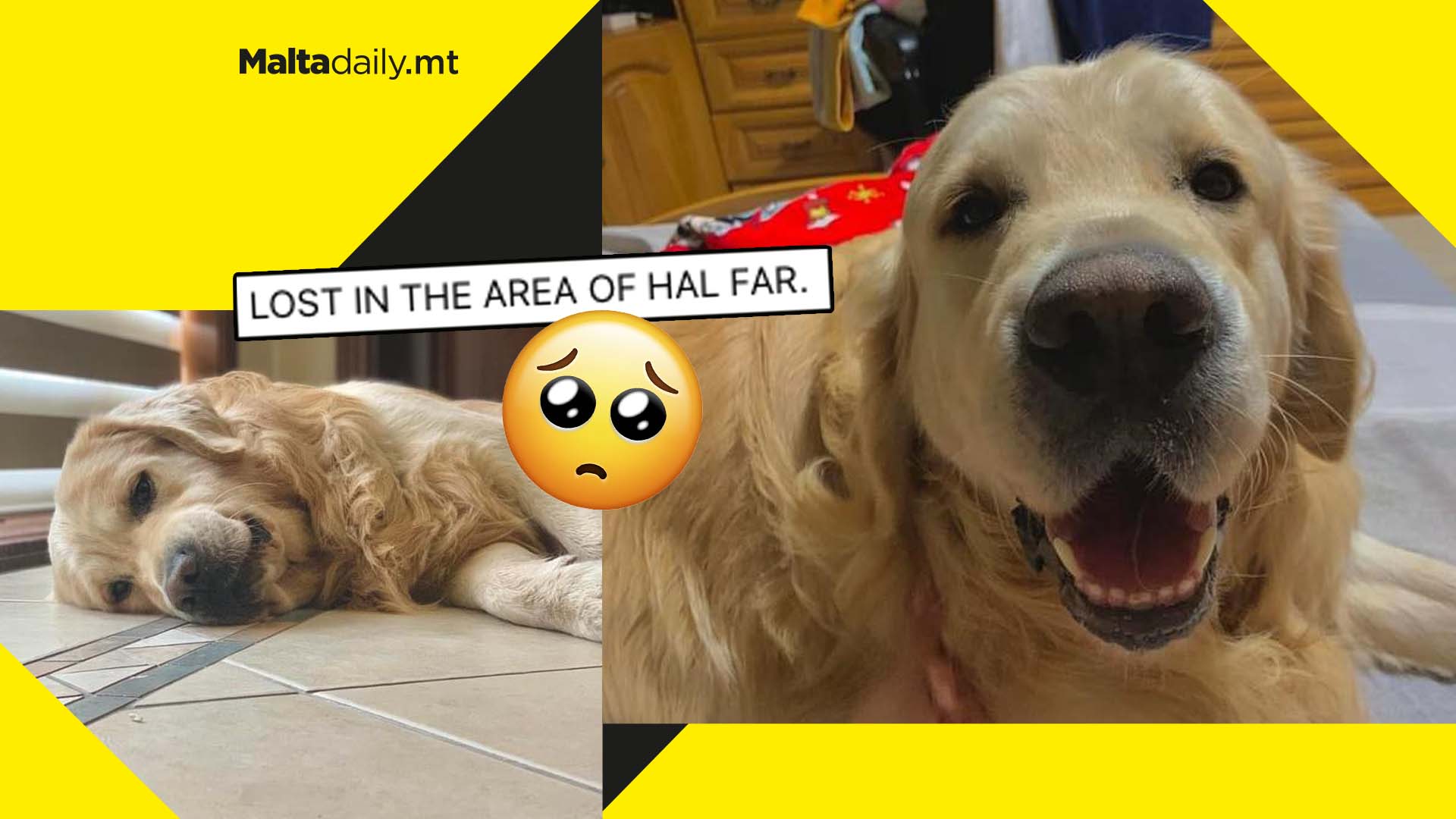 Appeals to find Max: missing guide dog of partially blind teen