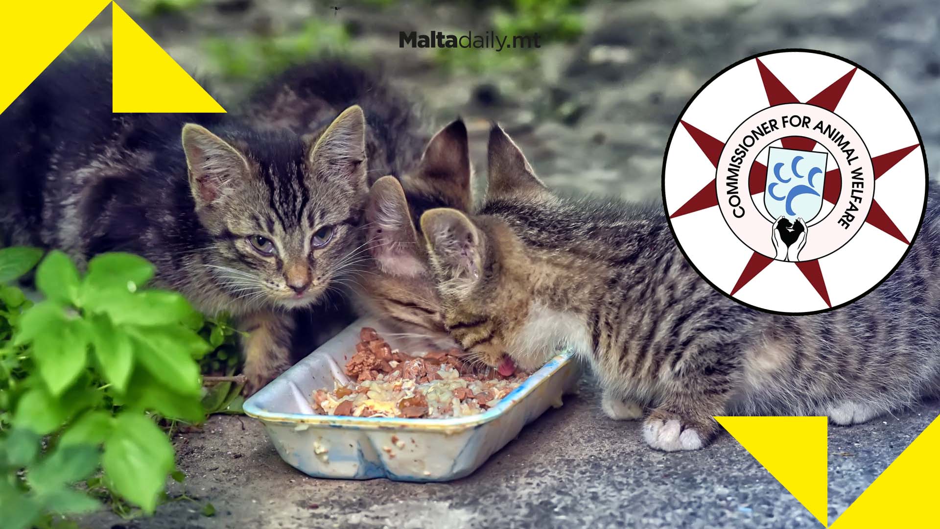 Feeding stray cats is not illegal but leaving a mess is