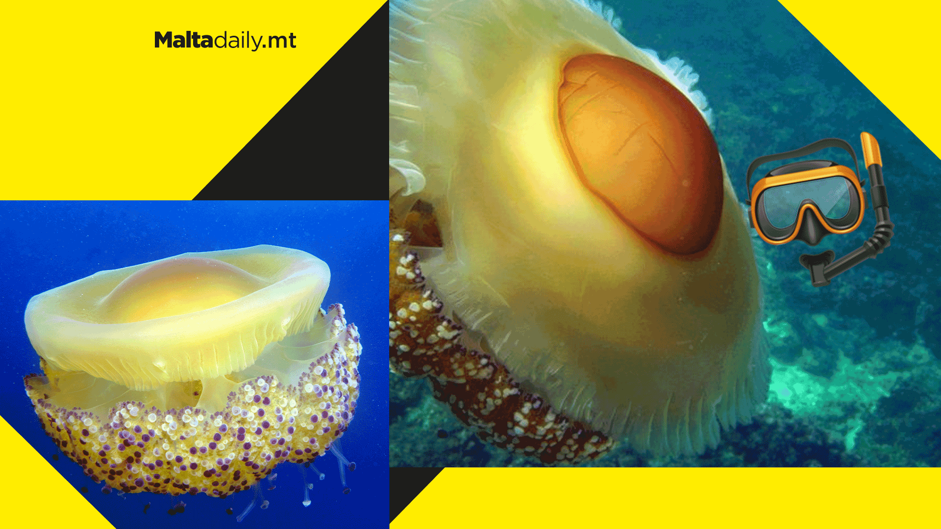 Harmless fried egg jellyfish makes first appearance of the summer in Malta