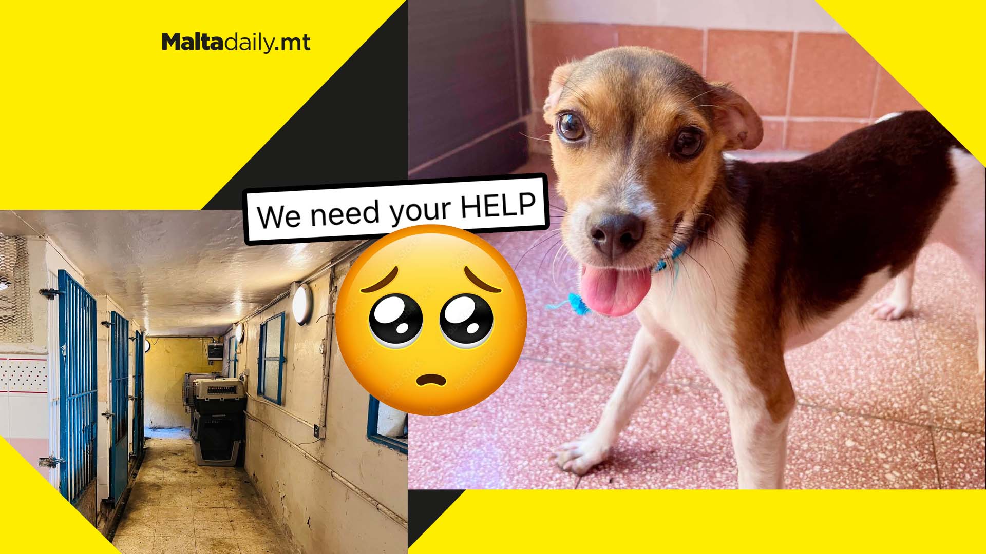 Animal shelter calling for urgent financial help as storm risks harming animals’ lives