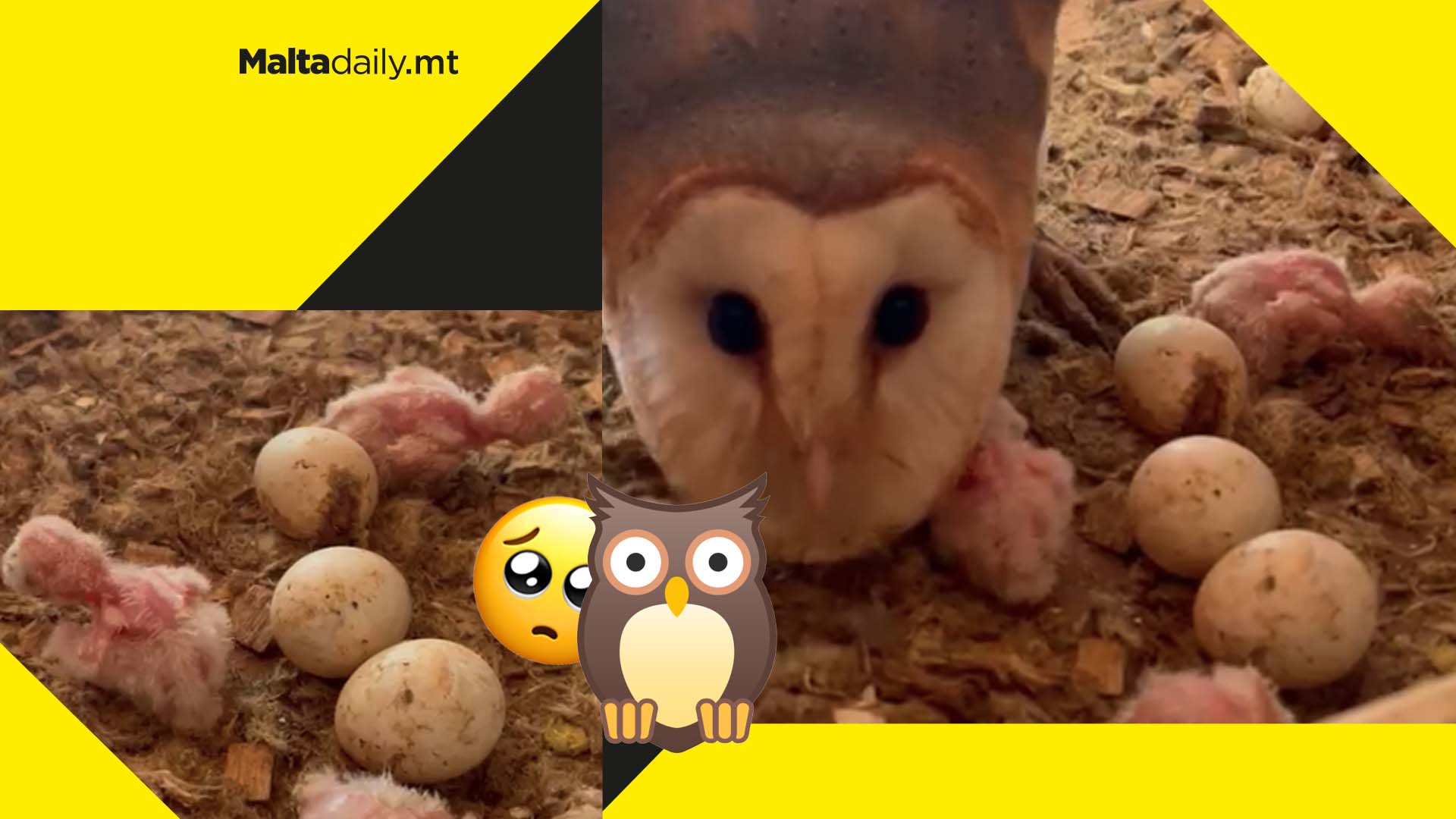 New barn owl hatchlings born as species returns to Maltese islands