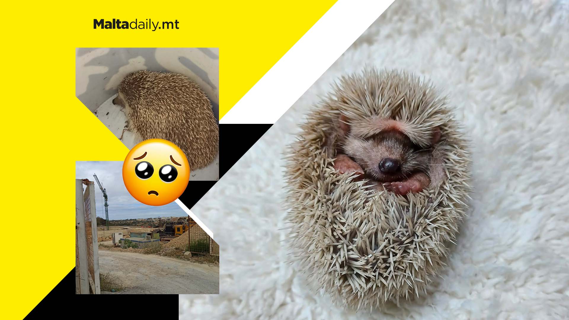 Hedgehogs rescued from Luqa construction site after alarms by residents