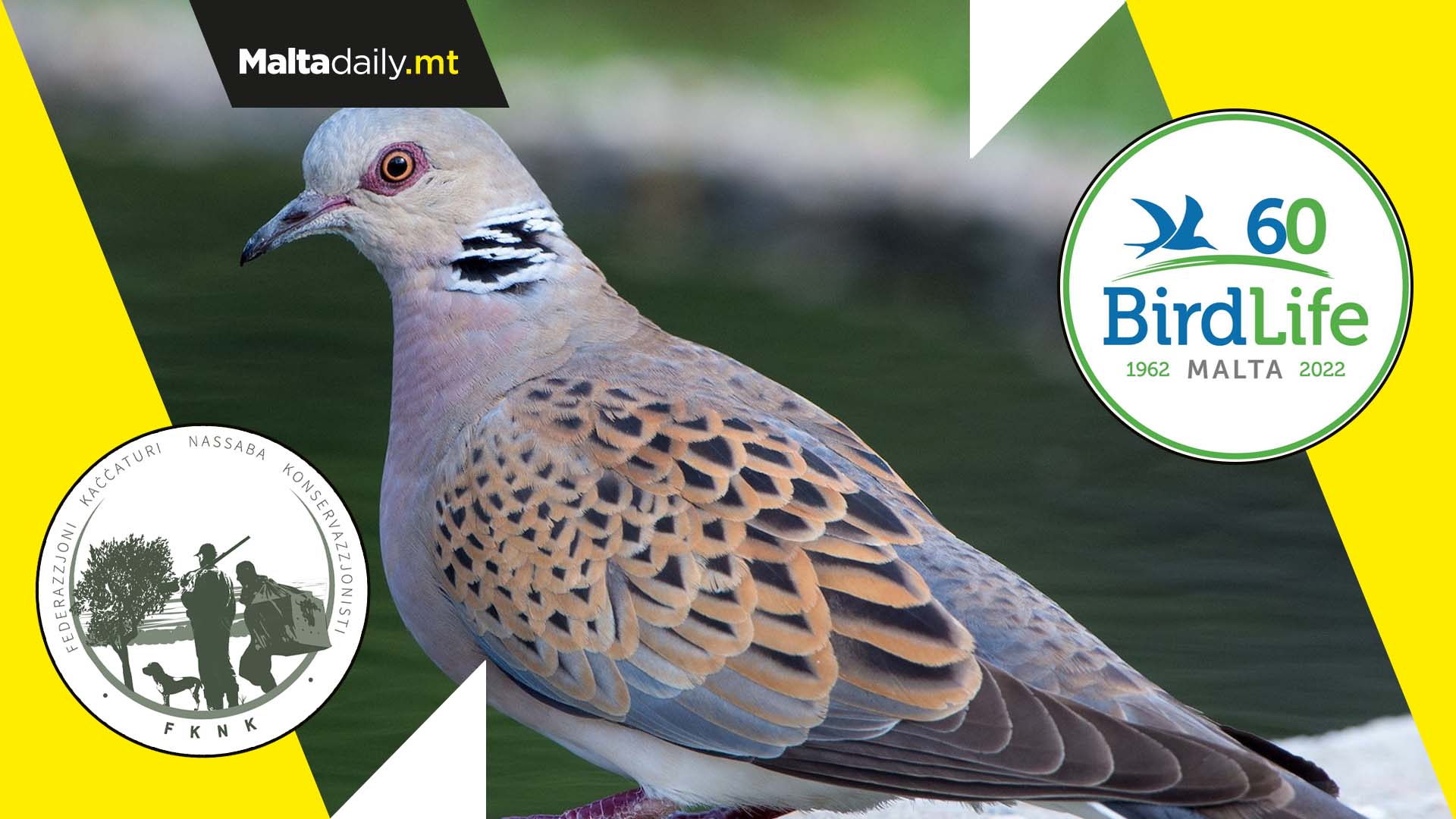 FKNK respond to BirdLife Malta’s court action over turtle dove season
