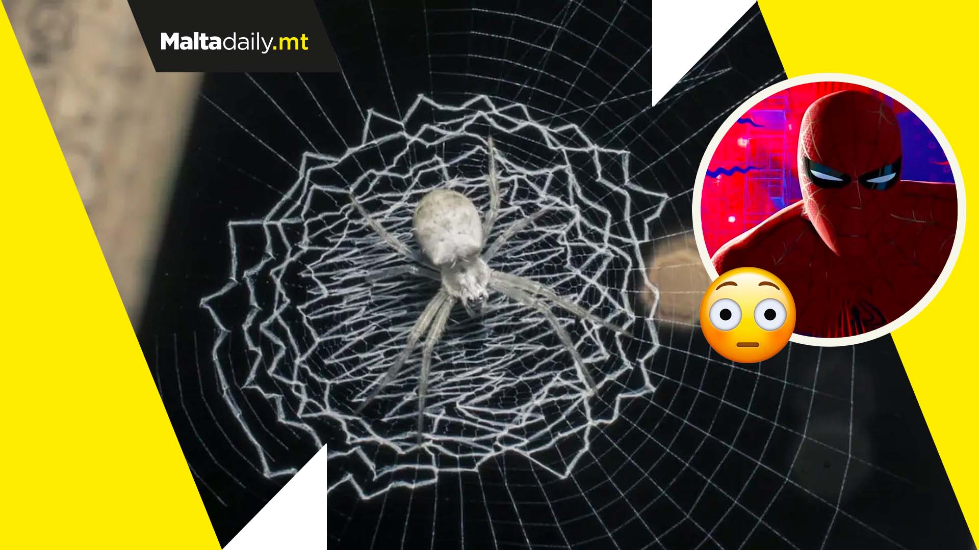 Spiders can ‘hear’ using their webs new study suggests