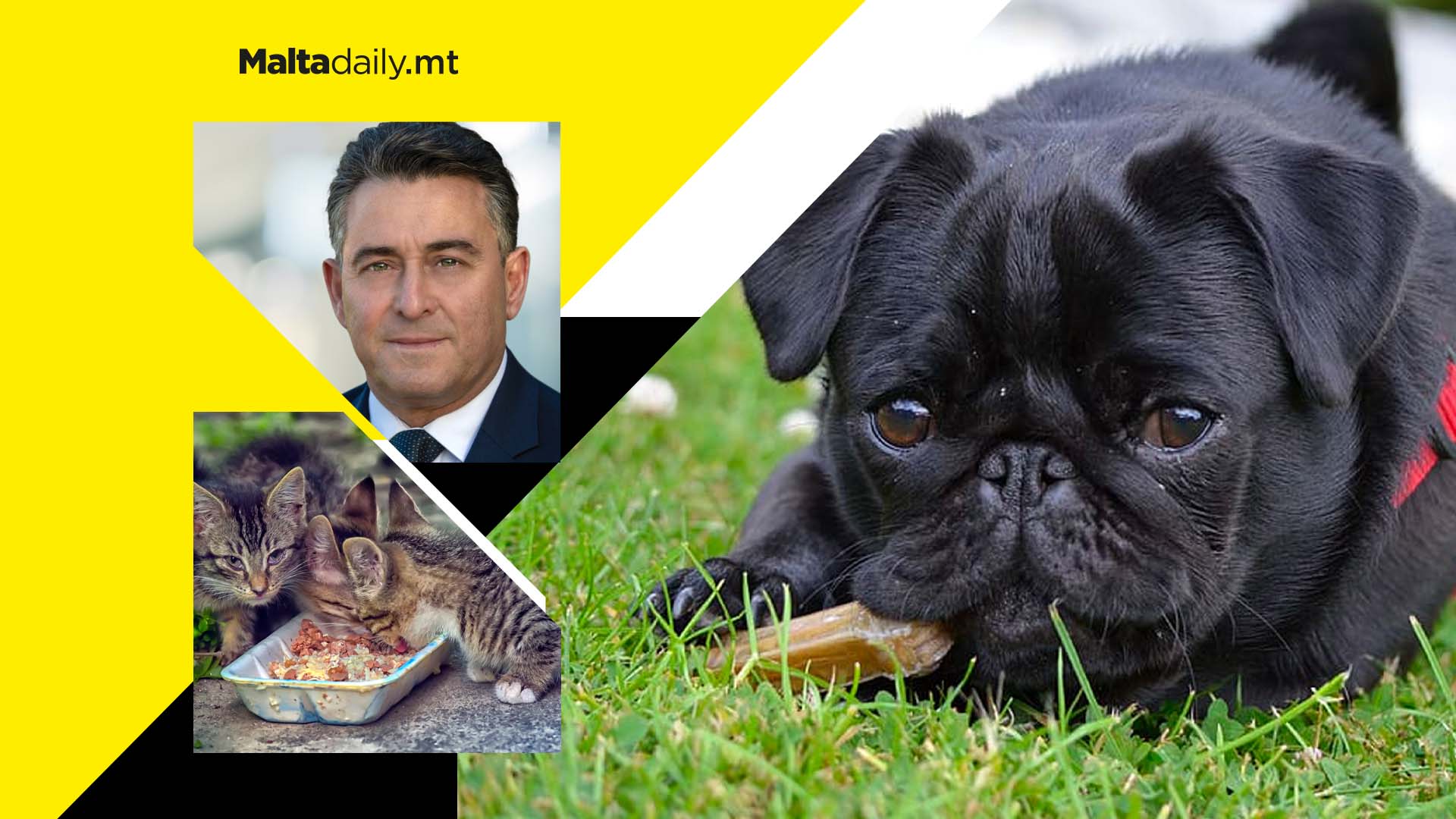 Financial help to stray cat feeders and more animal proposals by PN