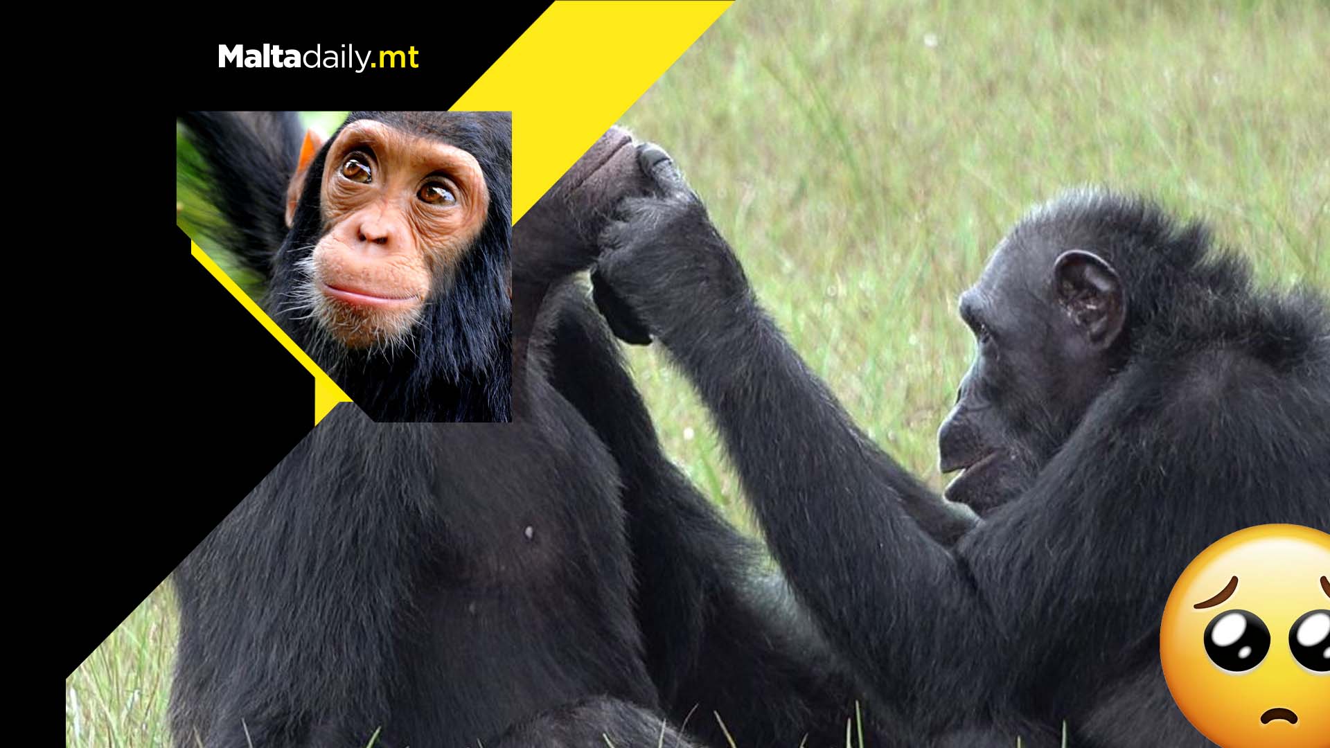 Chimpanzees applying medicine to each other’s wounds for the first time