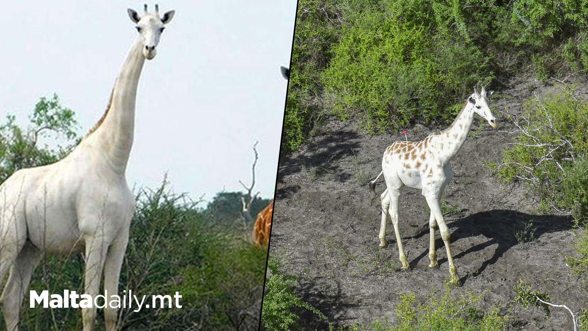 World’s Only White Giraffe Fitted With Tracker Due To Poachers