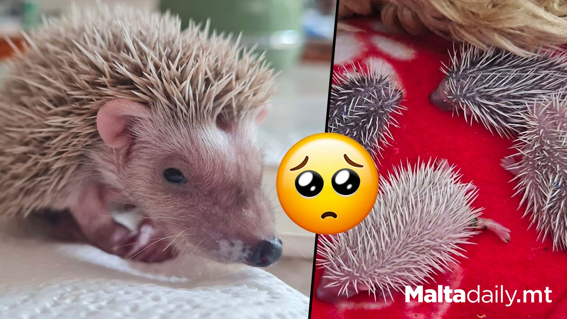 A Peak Of Newborn Hoglets: Caution Urged By Rescue Team