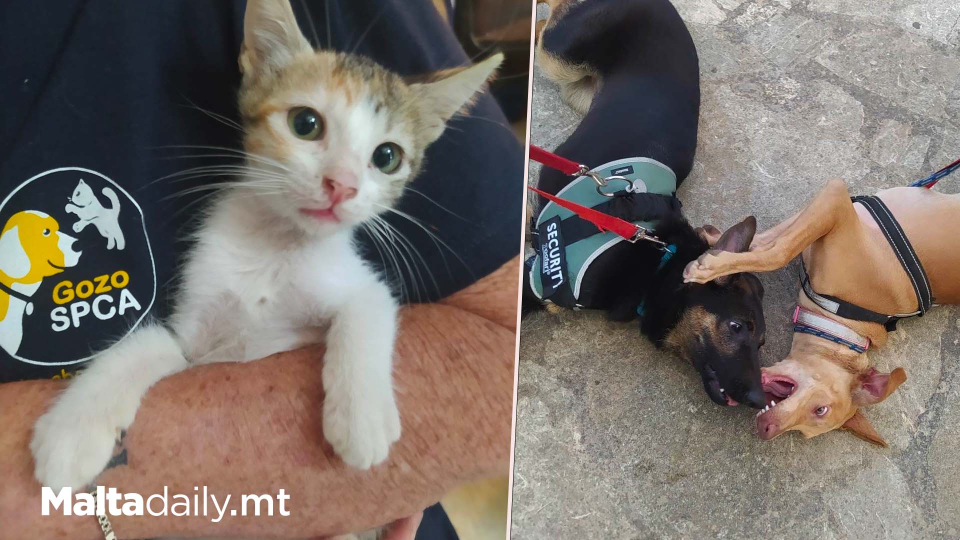 Animal Welfare Gozo Manager Drops Out: ‘No Idea What Will Happen Now’