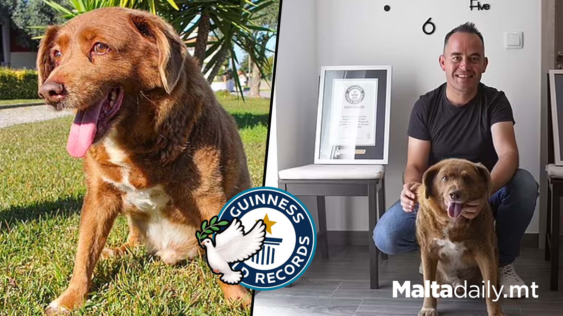 World’s Oldest Dog Bobi Dies 5 Months After 31st Birthday