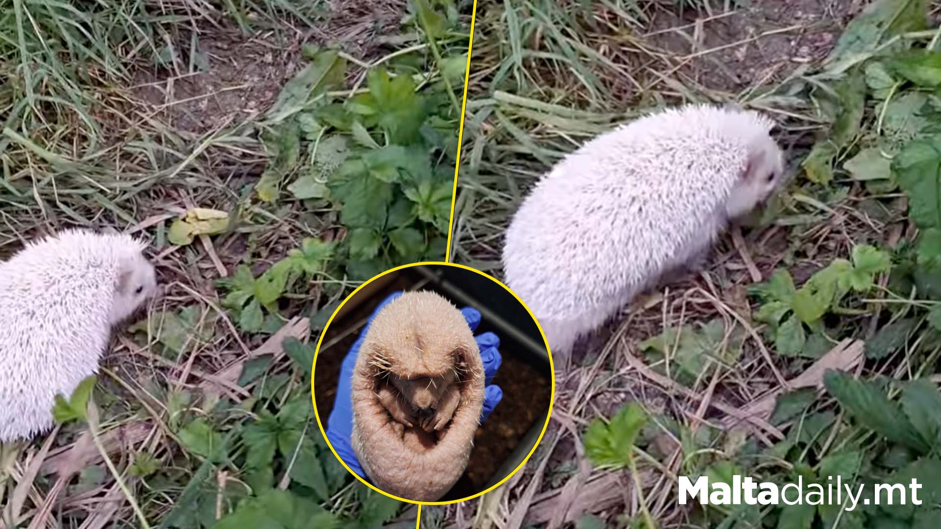 Tufty Is All Healed Up And Released Back Into Nature