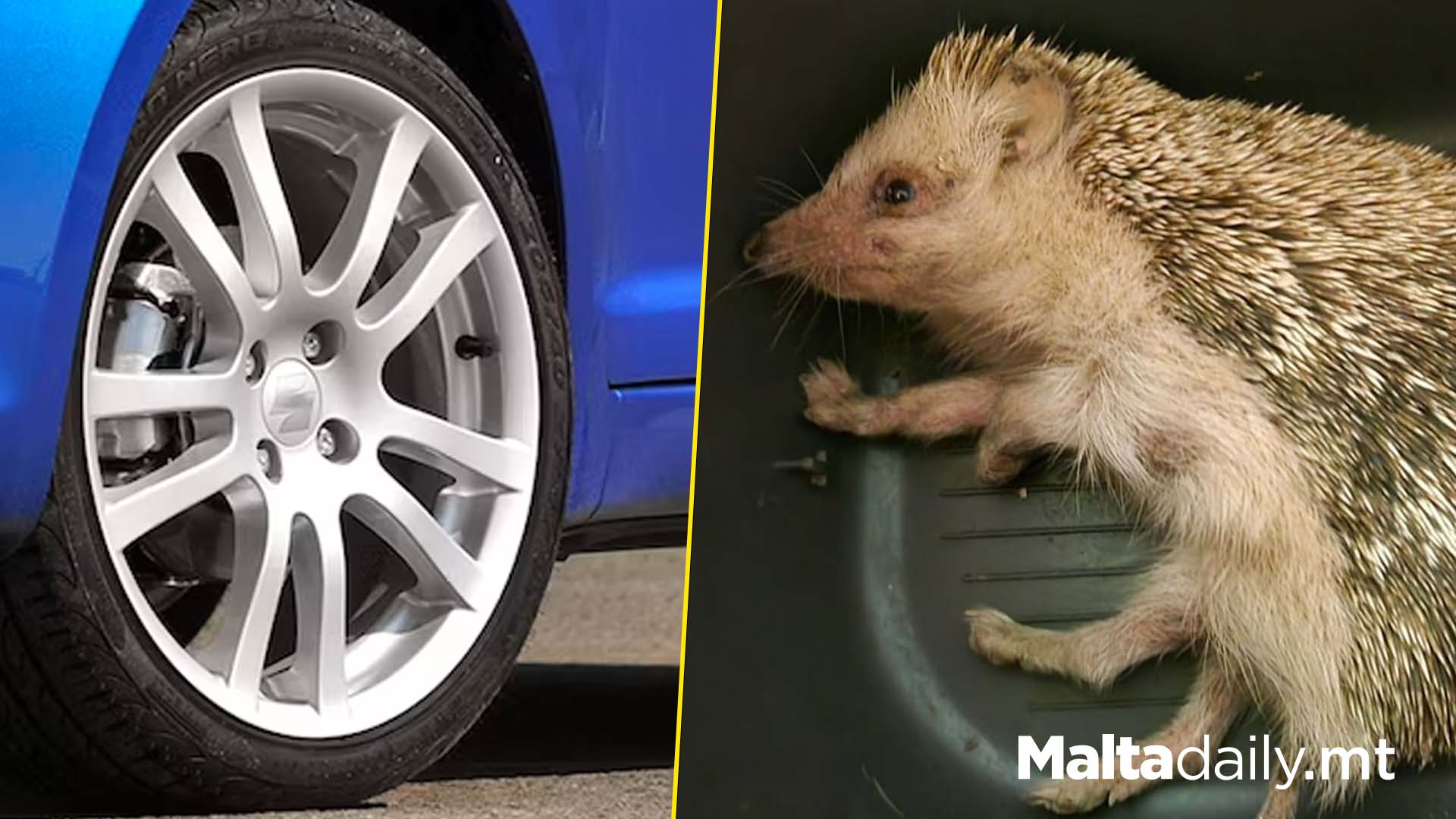 Appeal For Drivers To Watch Out For Hedgehogs In Dark Hours