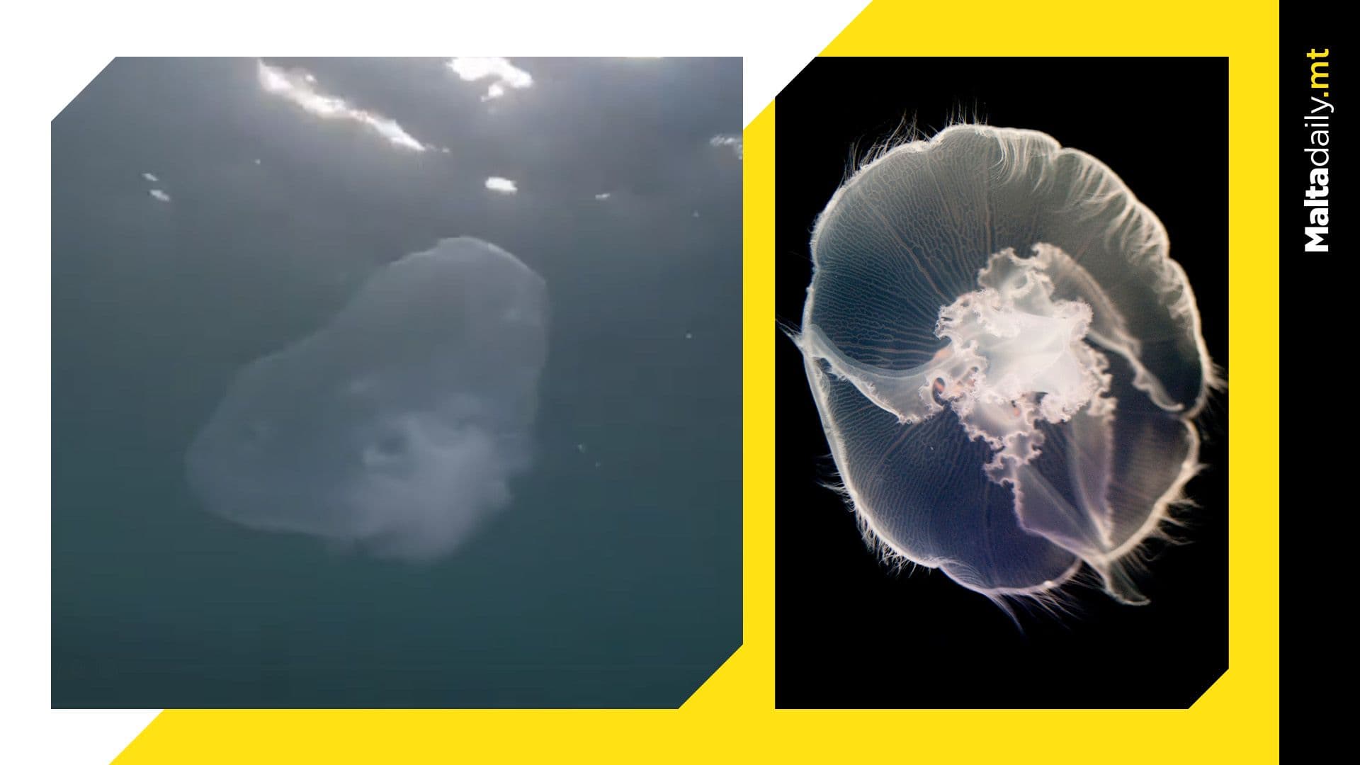 Rare Sighting for Malta as ‘Moon Jellyfish’ Spotted in Local Waters