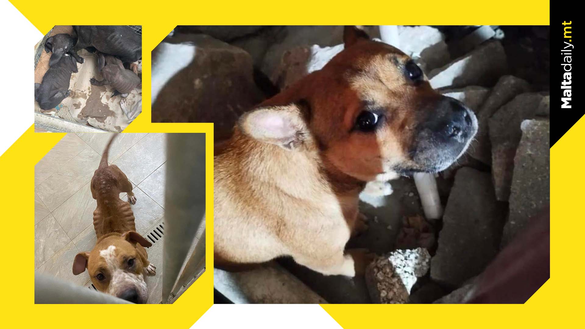 25 Dogs Collected From Streets In 48 Hours