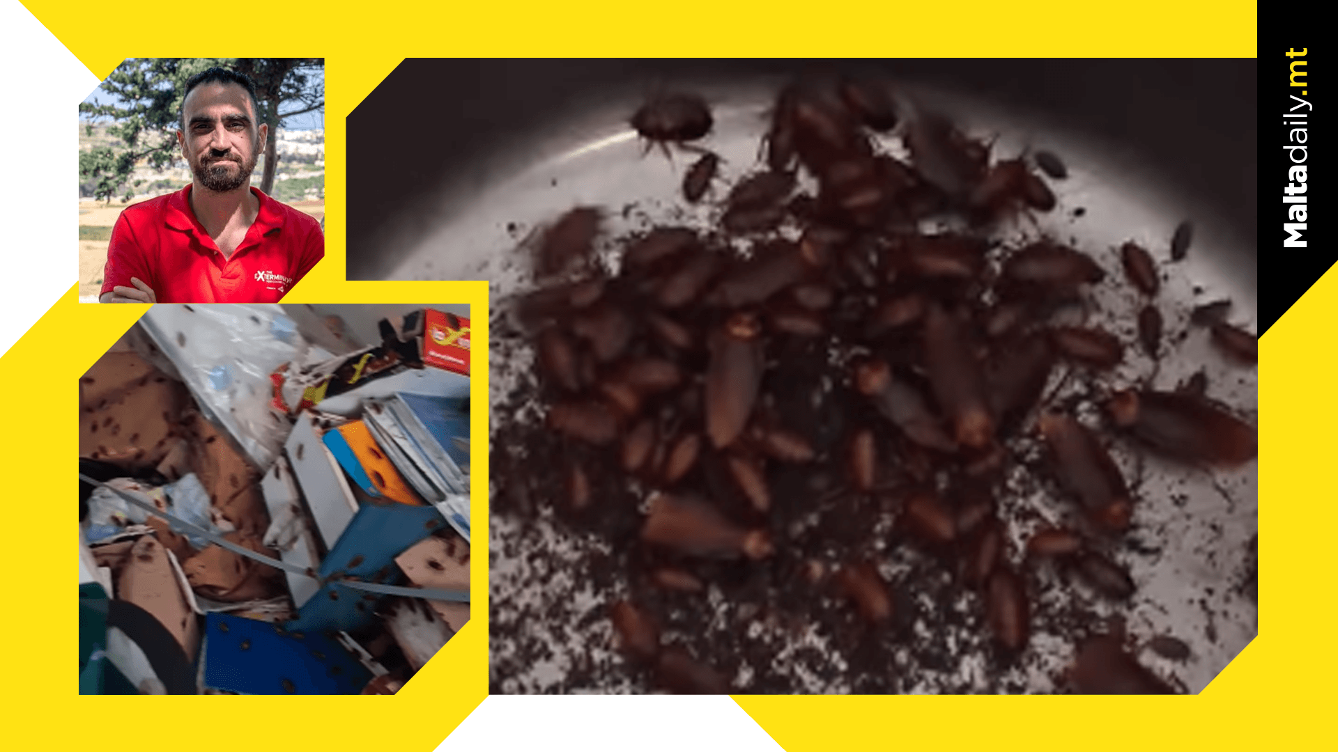 Roaches Season Is Officially Here