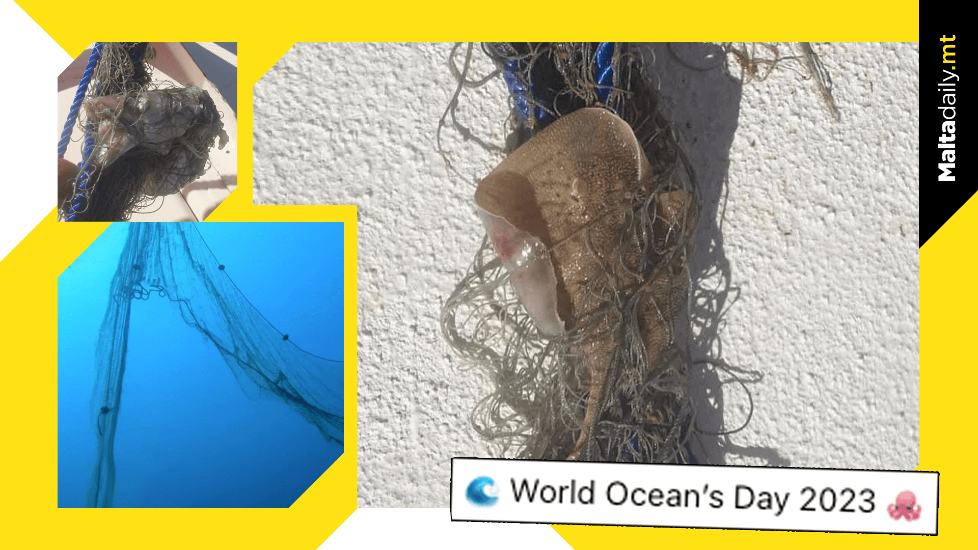 NGO Żibel find dead ray in shipwreck illegal net