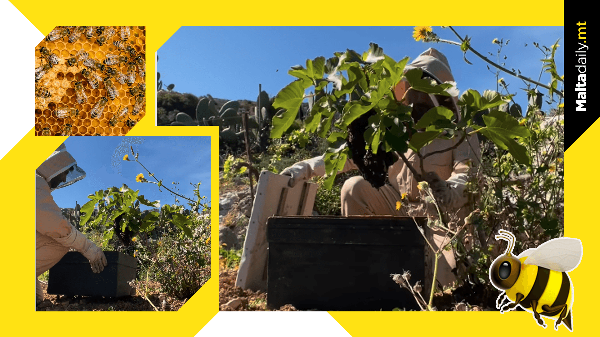 Local beekeeper shows moment he captures swarm of bees