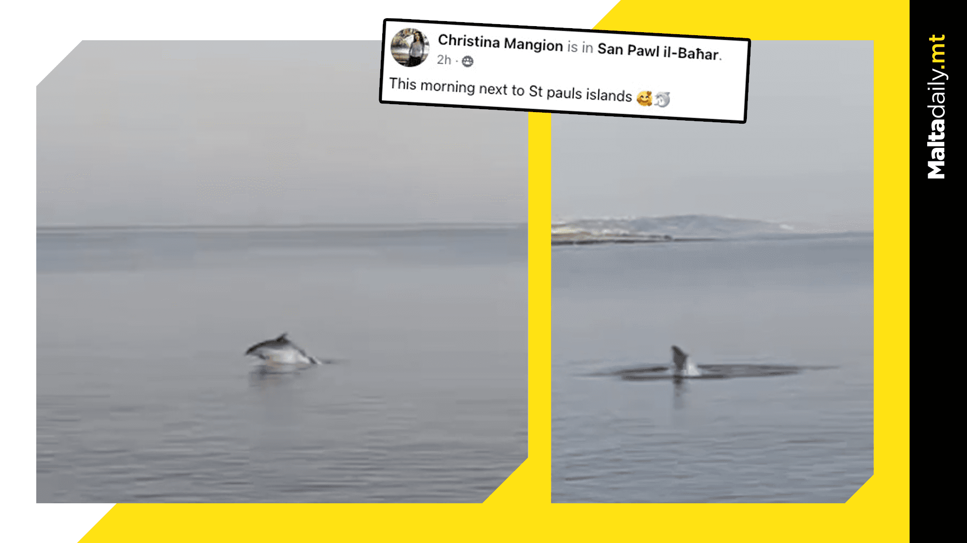Dolphins are back! Sightings off Maltese shores ahead of summer