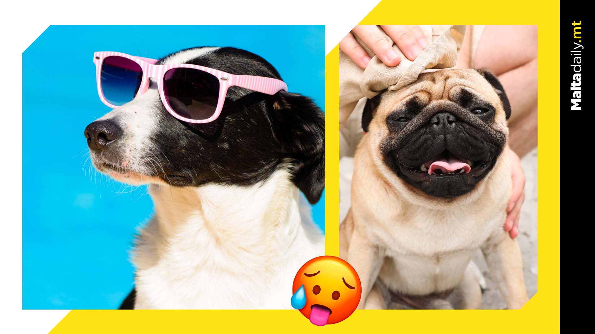 Keep your dogs safe this summer as the heat starts to scorch