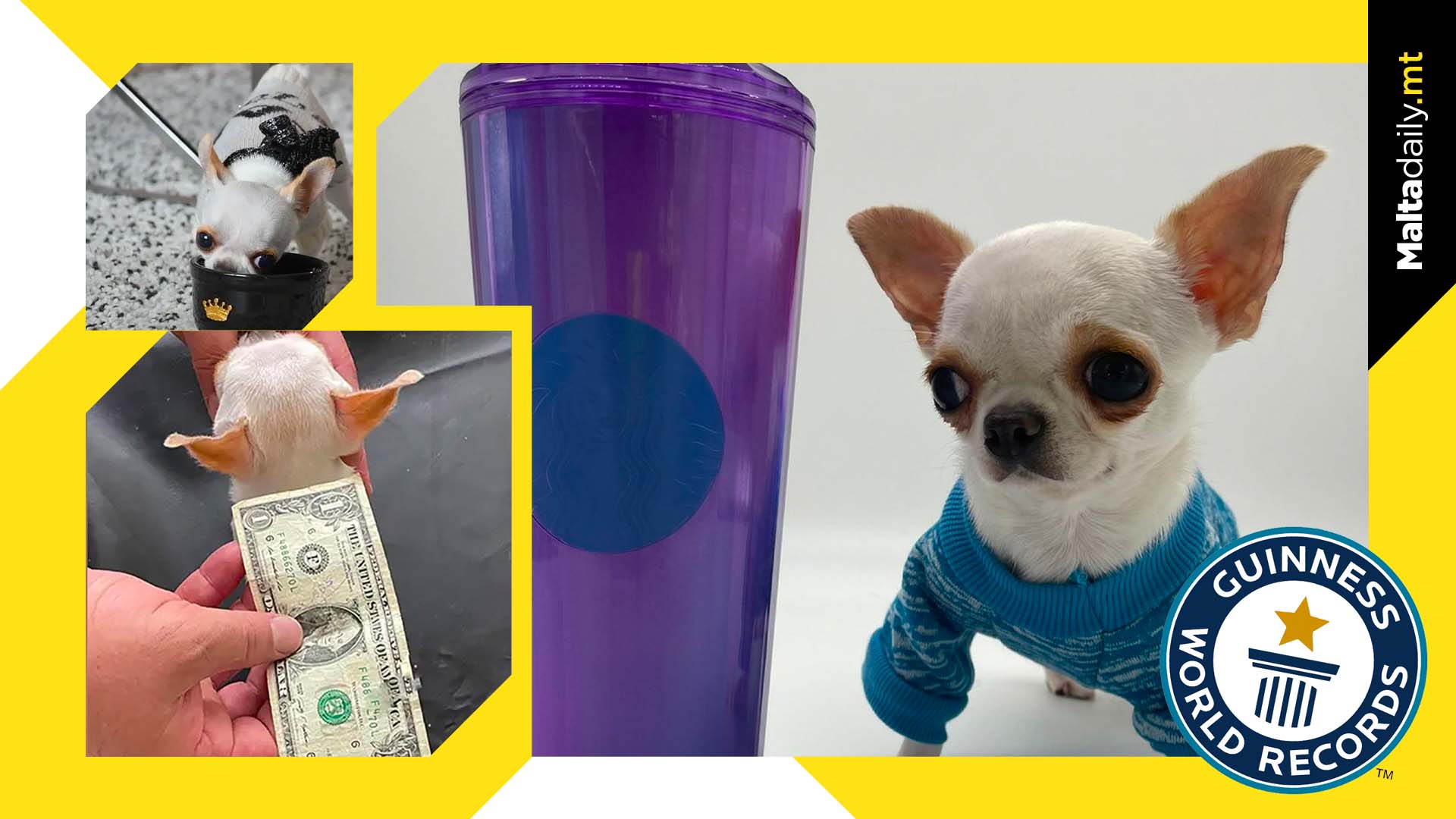 Pearl the Chihuahua: World record for shortest living dog