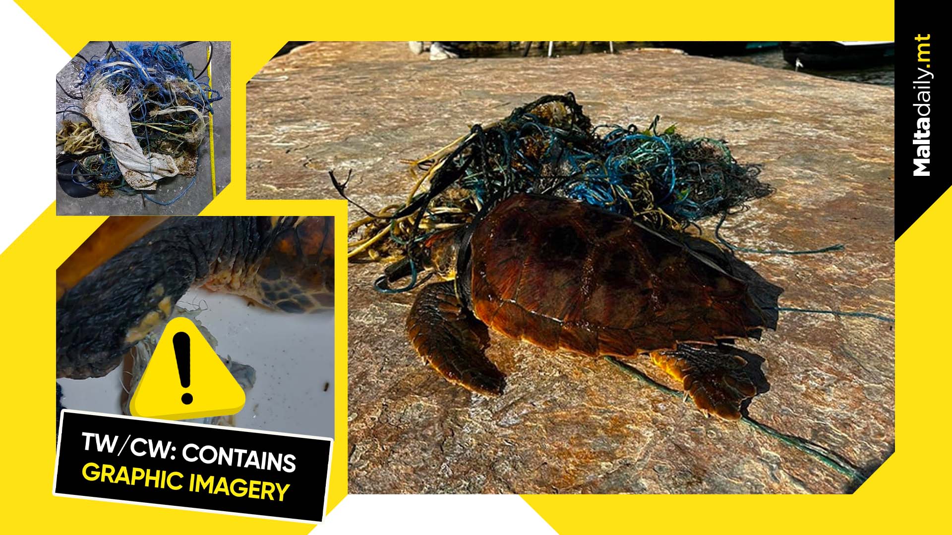 Badly entangled turtle rescued from Golden Bay area