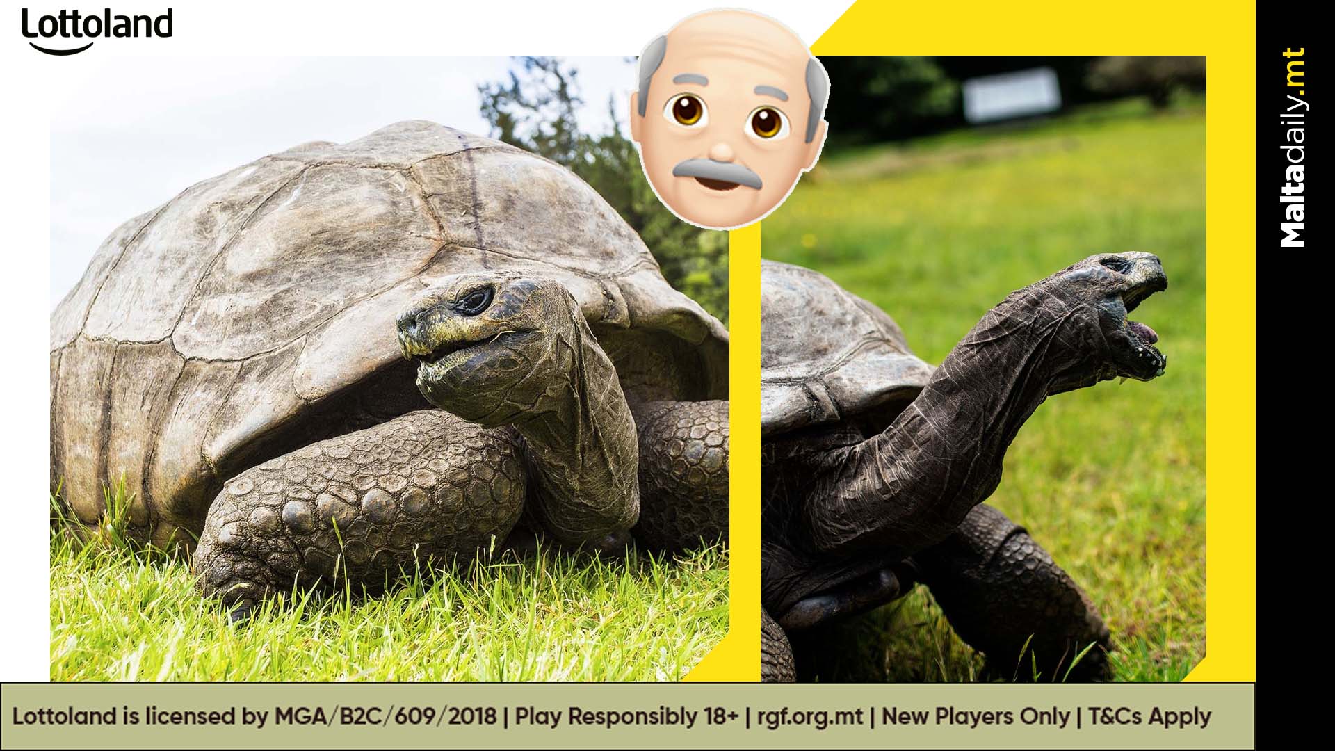 Meet Jonathan: Oldest known animal in the world at 190