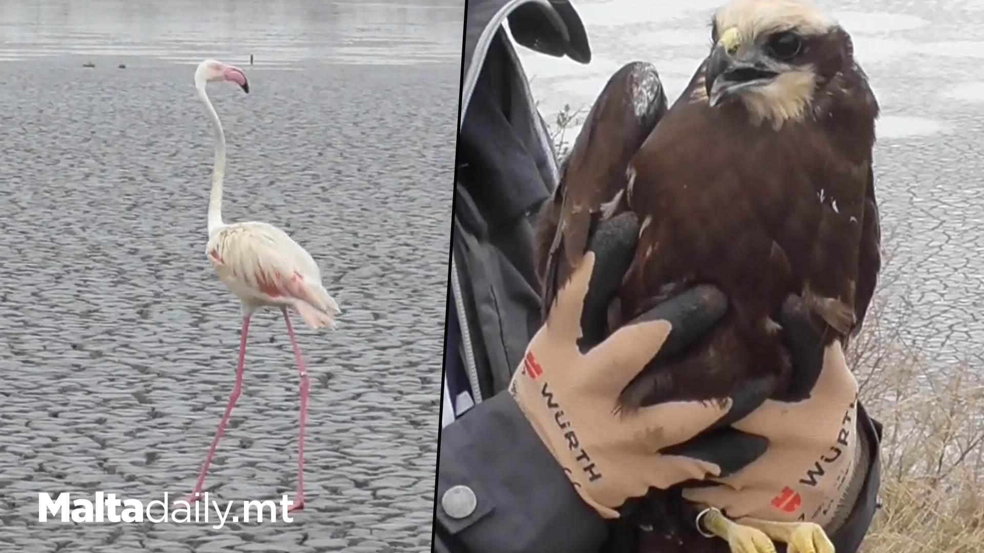 3 Protected Birds Shot Illegally Get Second Chance In Sicily