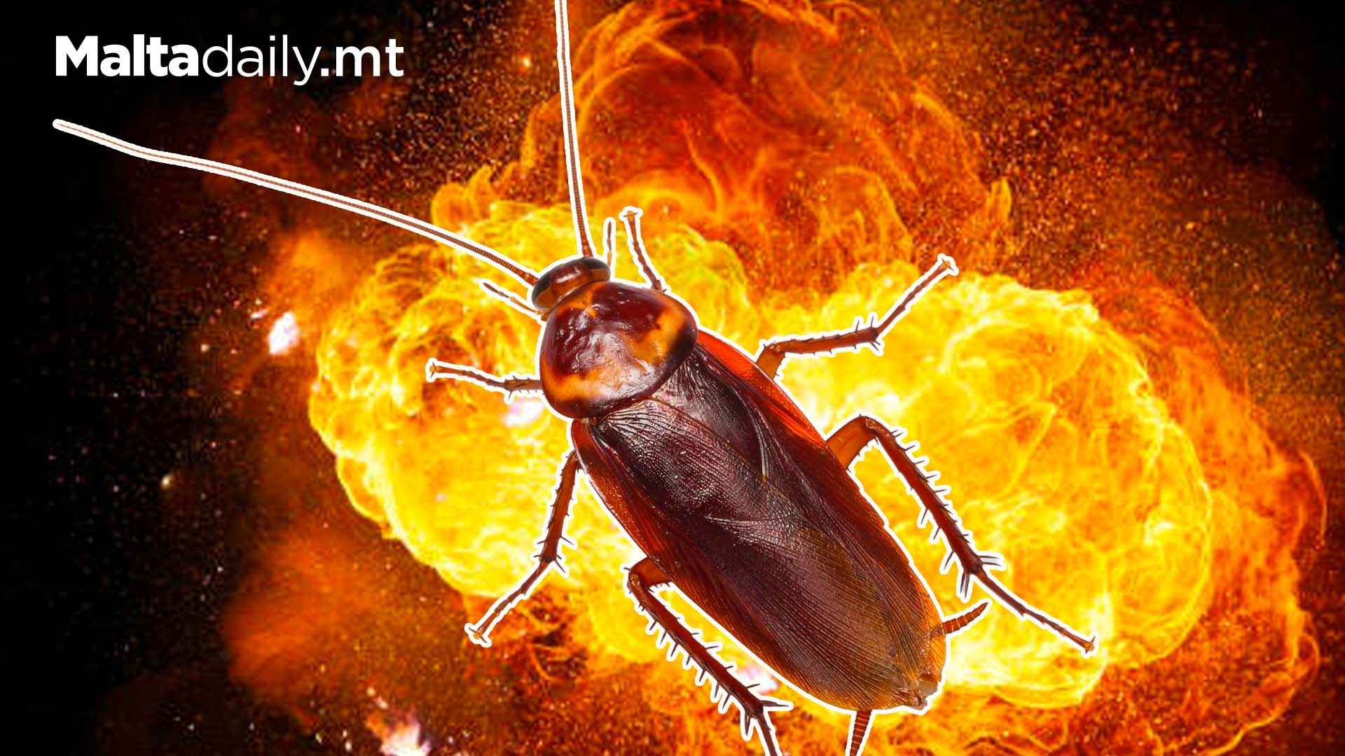 Man Almost Blows Up Apartment To Kill A Single Cockroach