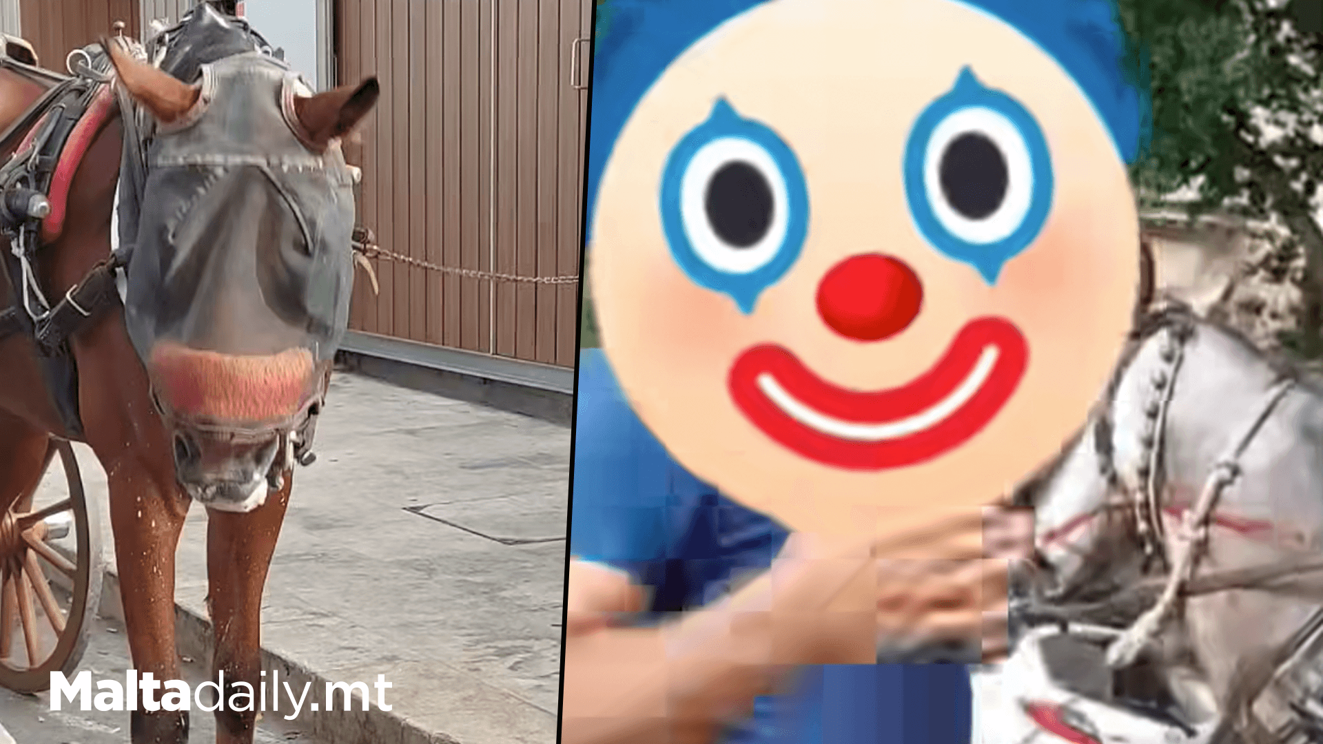 Animal Liberation Malta Condemn Karrozzini As Slavery