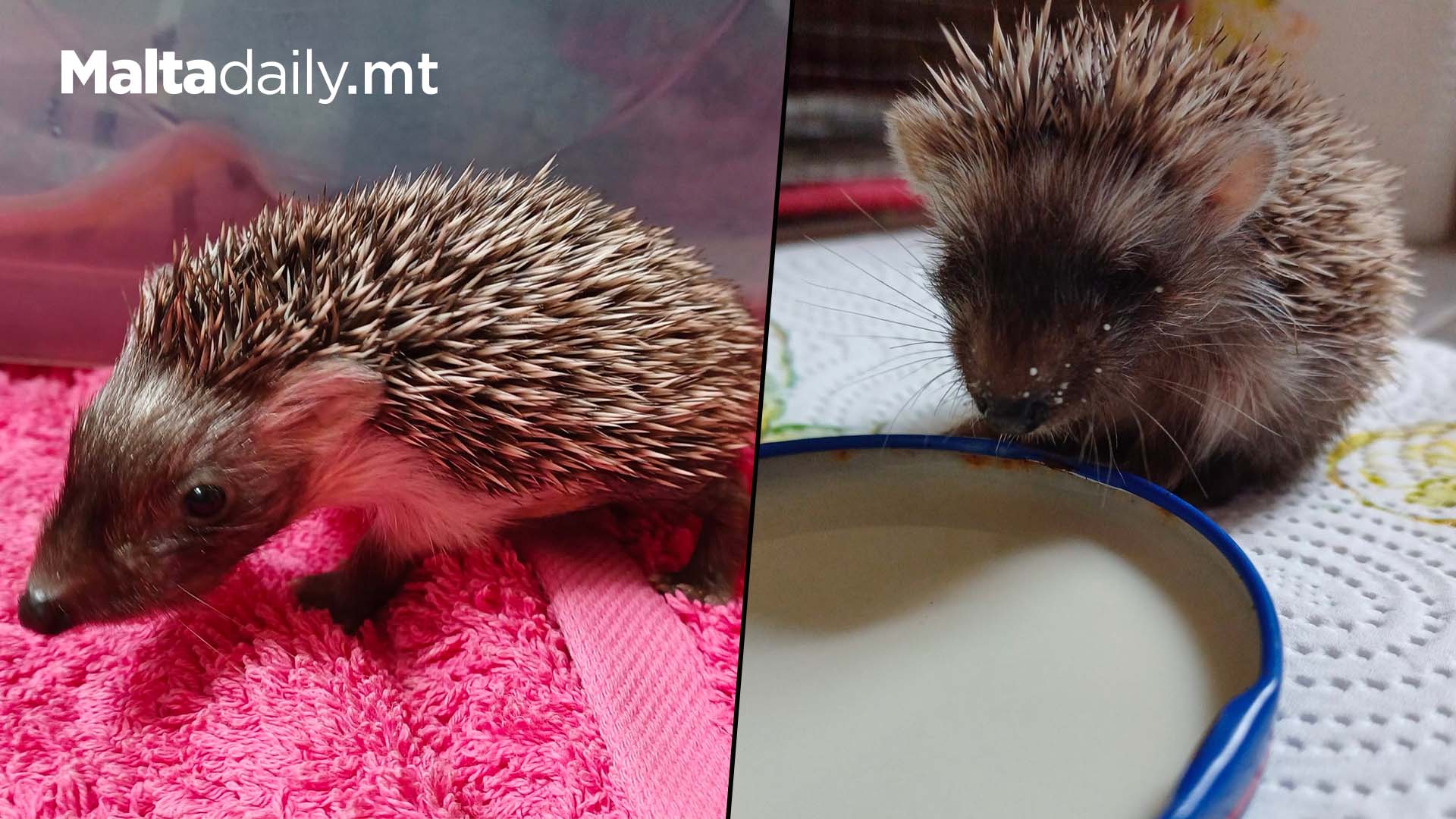 More Hedgehogs Rescued As Others Return To Nature