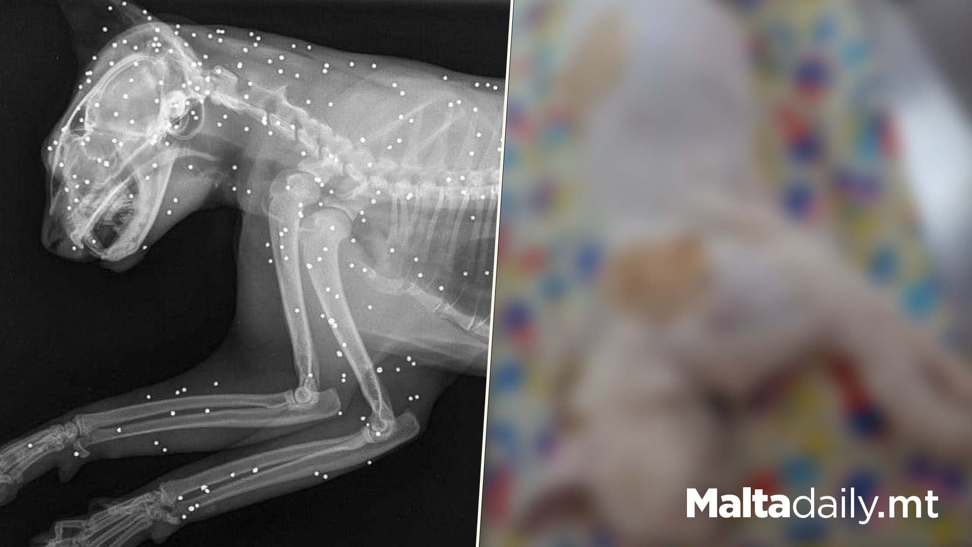 Outrage After Cat Found With Gunshot To The Head