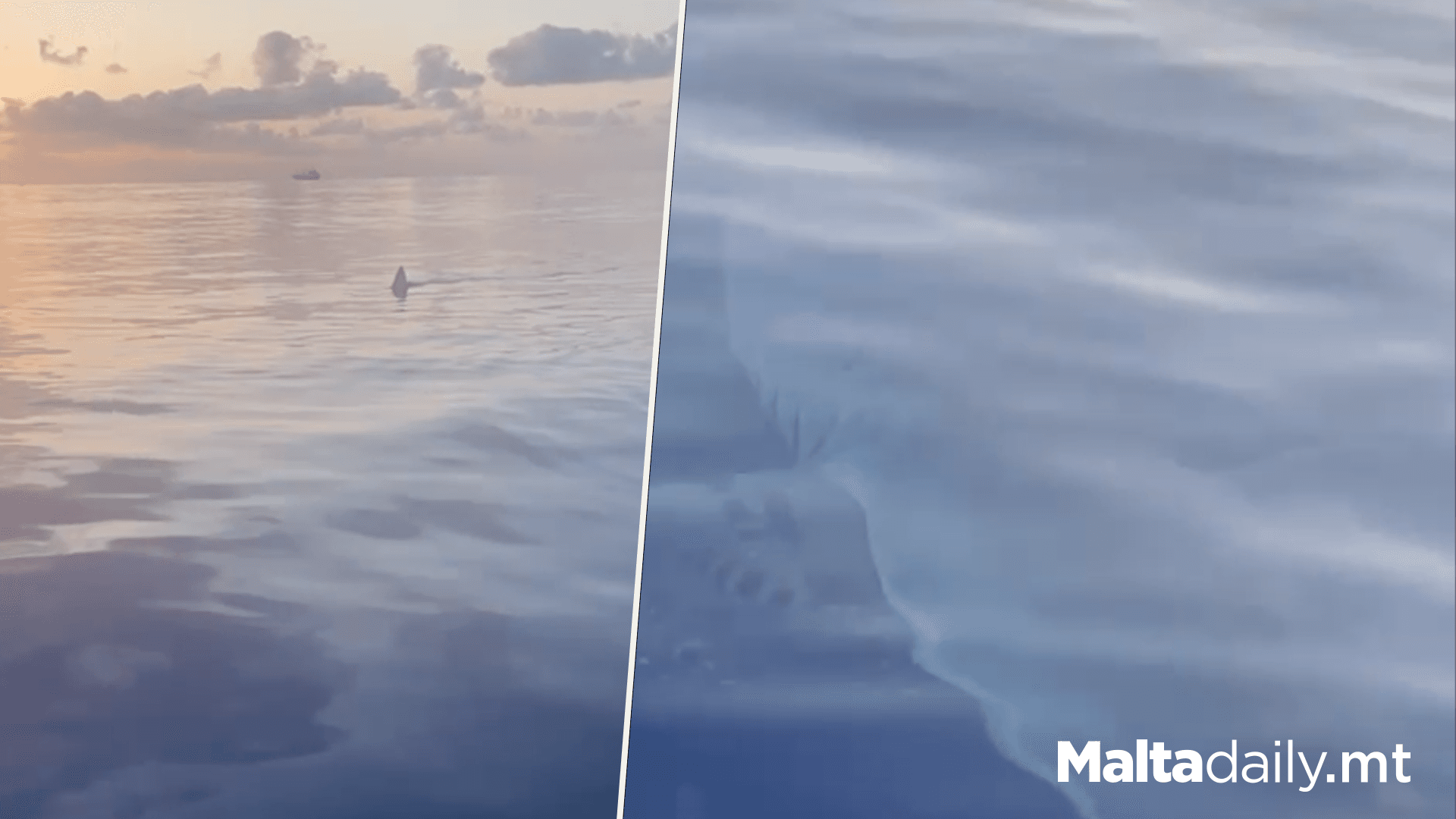 Shark Spotted In Delimara Waters