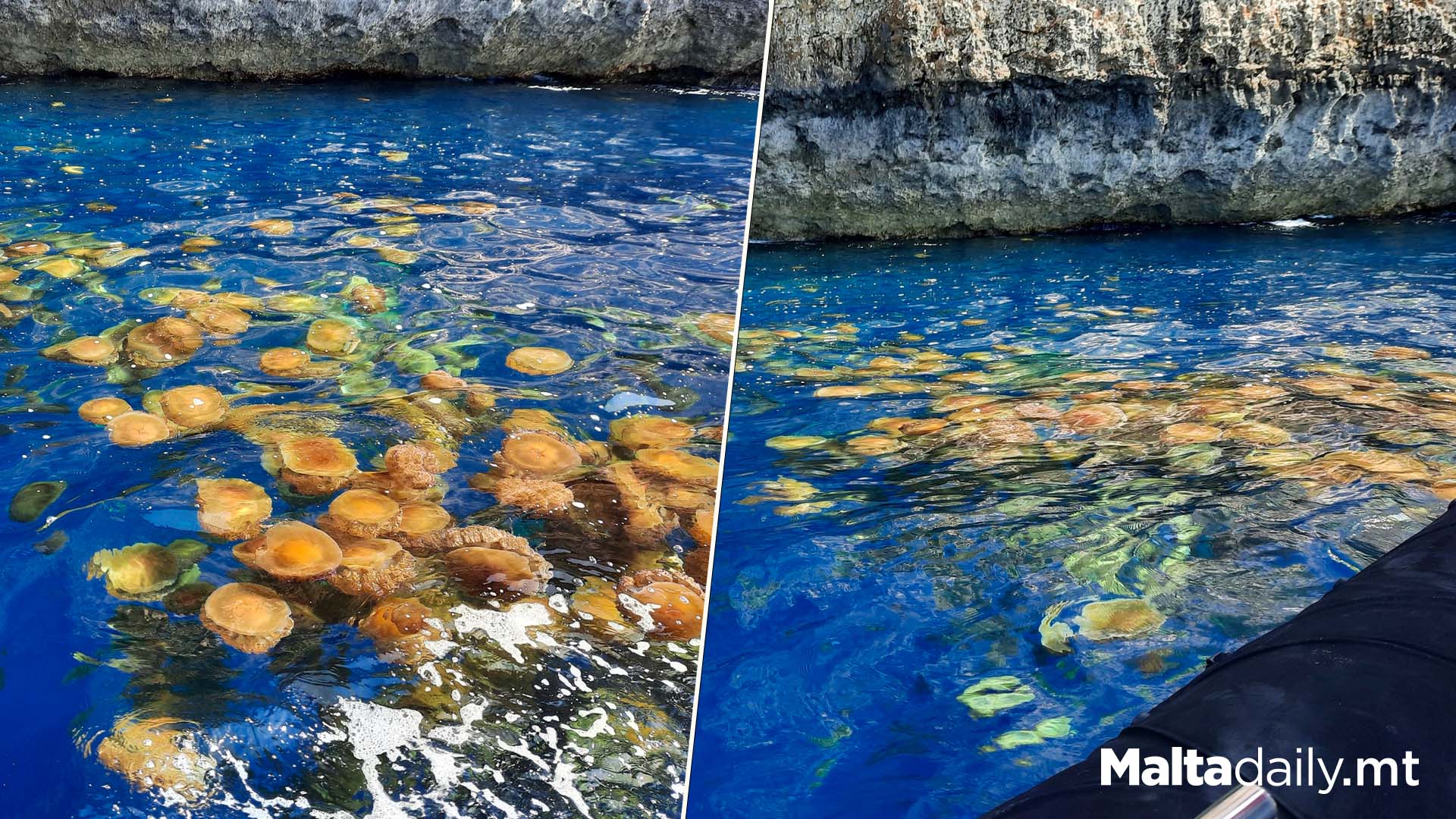 Jellyfish The Size Of Pizzas!