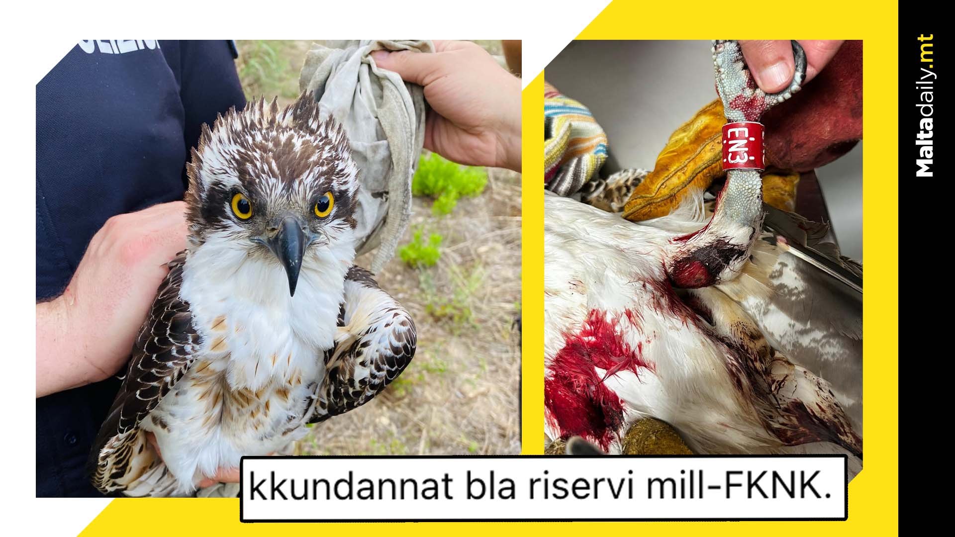 Hunter’s Federation Condemns Illegal Protected Bird Hunting