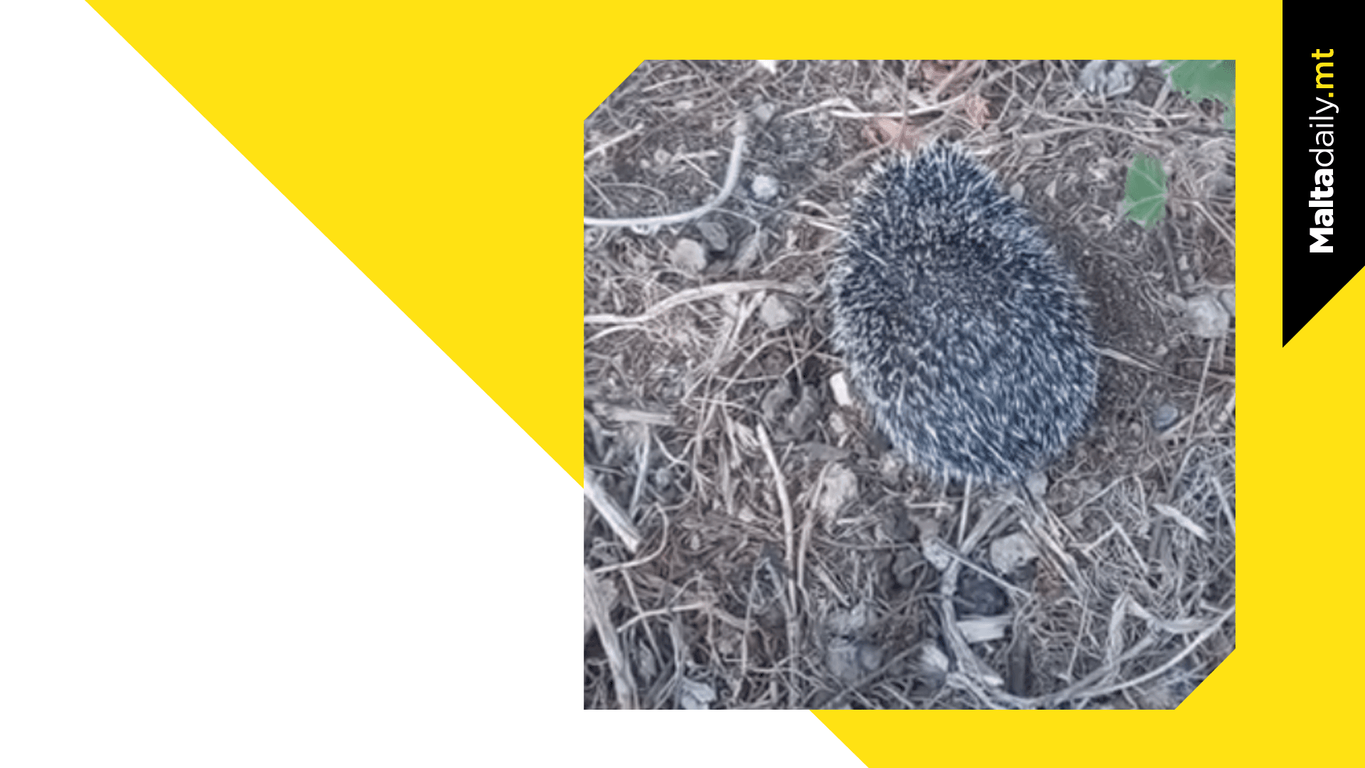 Lynn The Hedgehog Released After Rehab