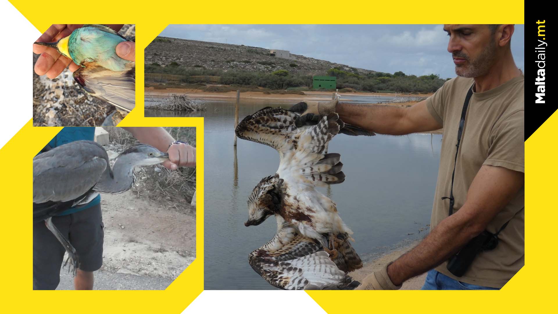 BirdLife Call Out More Instances Of Illegal Hunting