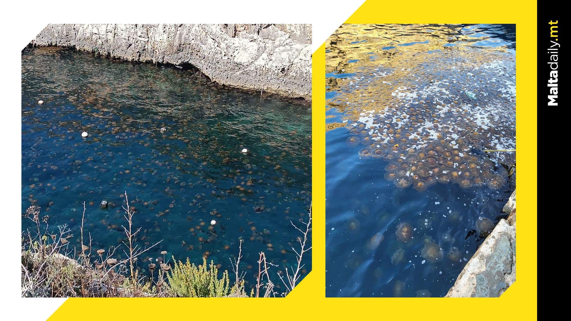 Blooms of Fried Egg Jellyfish Spotted Along West Coast of Malta