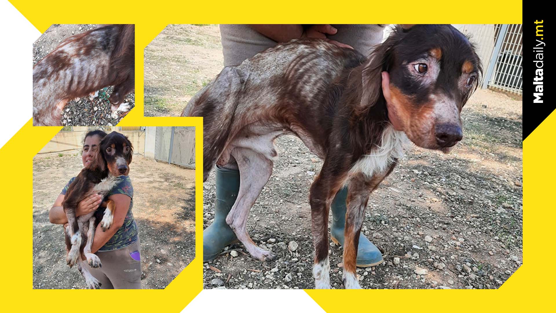 Tyson Enjoys Food After Being Rescued From Starvation