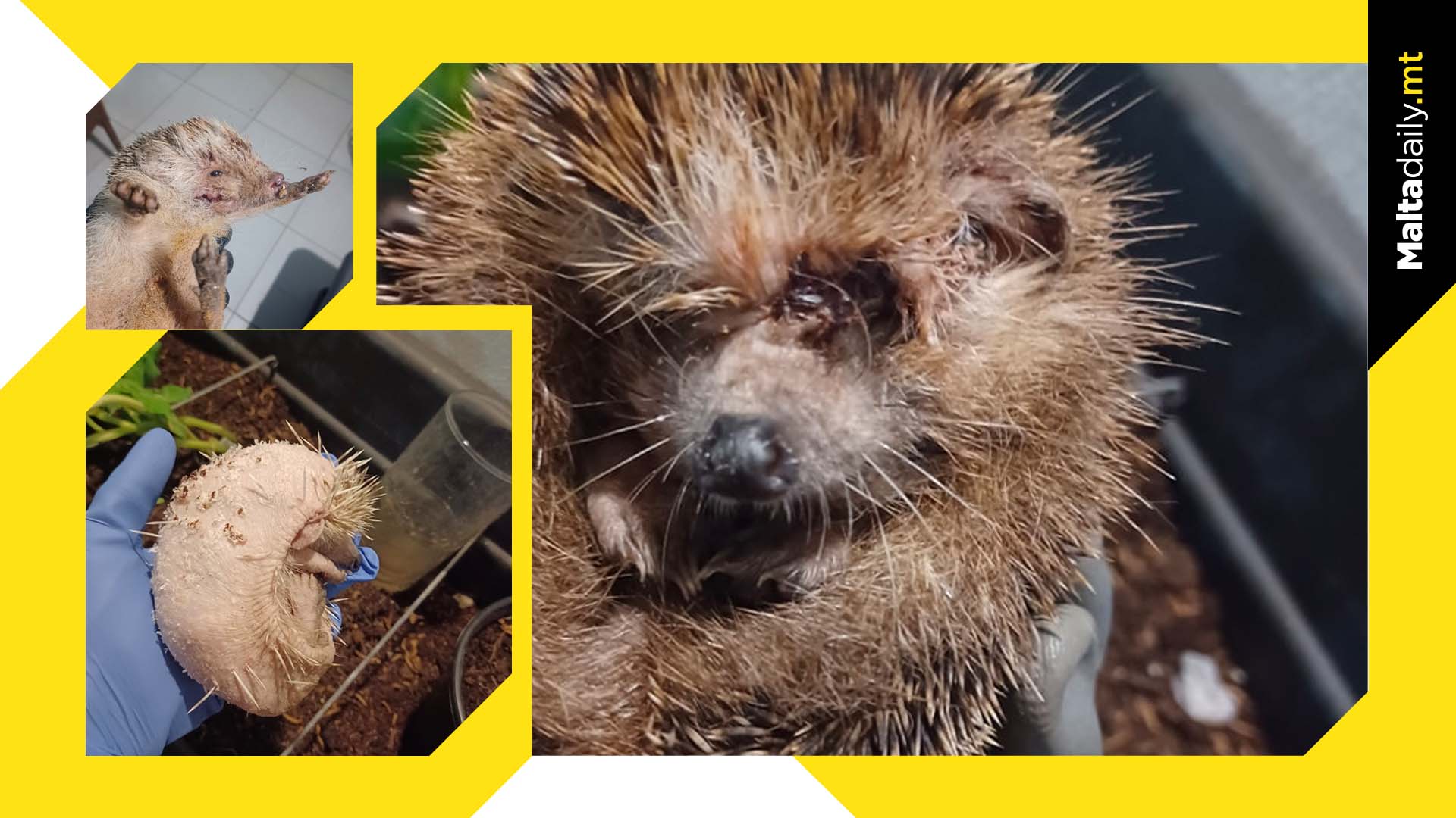 The Harsh Realities Of Rescuing Hedgehogs