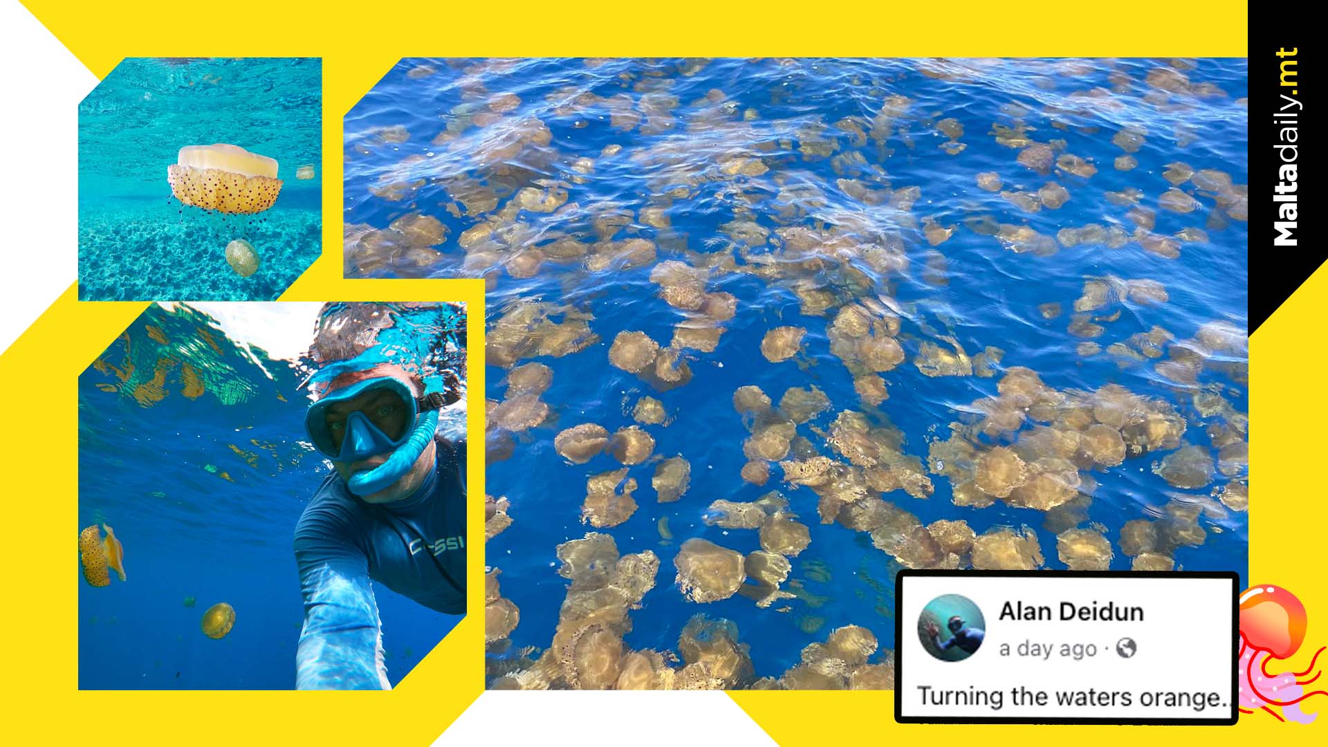 Fried Egg Jellyfish Anyone?