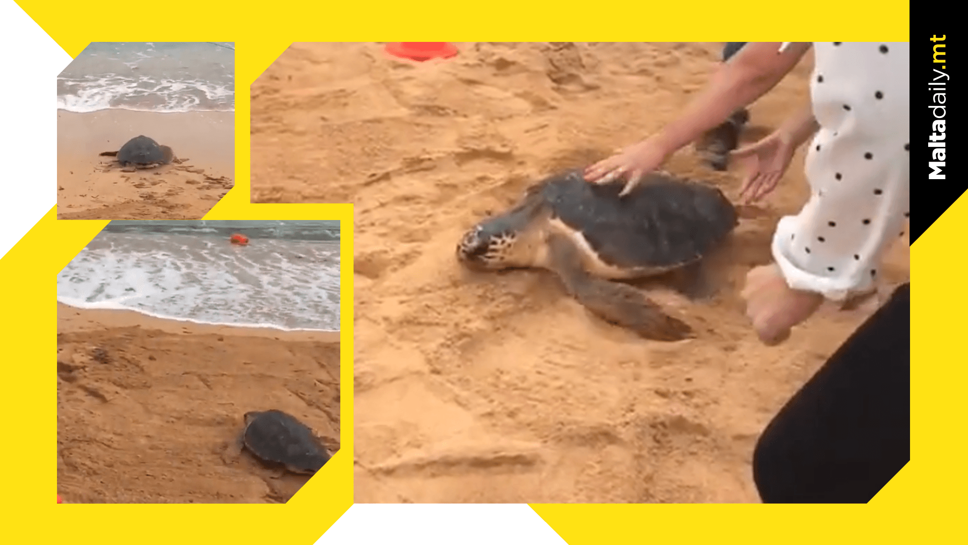 Nina The 3 Flipper Turtle Released Back Into The Sea